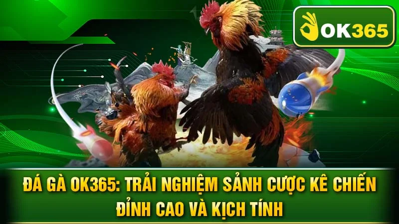 Đá Gà OK365: Trải Nghiệm Sảnh Cược Kê Chiến Đỉnh Cao Và Kịch Tính